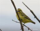 Green Canary Bird Picture